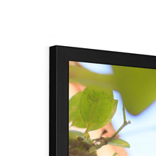 Load image into Gallery viewer, Kumquat Framed Print
